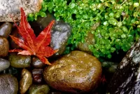 Puzzle leaf on stones