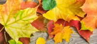 Jigsaw Puzzle Leaves