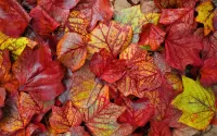 Jigsaw Puzzle Leaves
