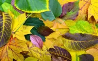 Slagalica Leaves