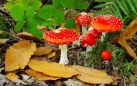 Jigsaw Puzzle Leaves and toadstools