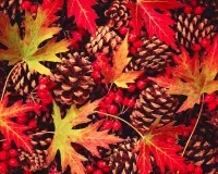 パズル Leaves and cones
