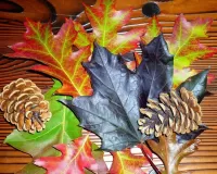 Jigsaw Puzzle Leaves and cones