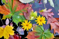 Jigsaw Puzzle Leaves and flowers