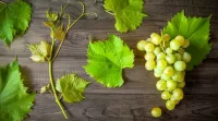Puzzle Leaves and grapes