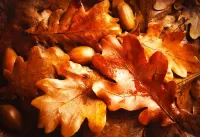 Слагалица The leaves and acorns