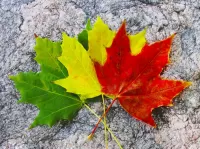 Puzzle Maple leaves
