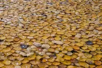 Quebra-cabeça Leaves in drops