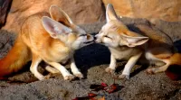 パズル fox cubs