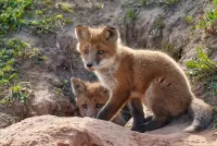 Jigsaw Puzzle fox cubs