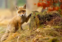 Rompicapo Fox