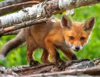 Rompecabezas fox cub