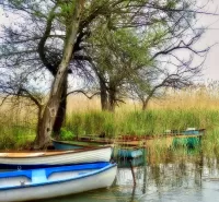Zagadka Boats under the trees