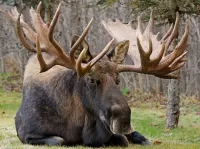 Slagalica Elk