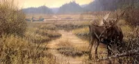 Zagadka Elk