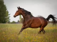 Quebra-cabeça Horse