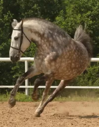 Bulmaca Horse