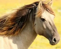 Zagadka Horse
