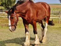 Bulmaca Horse