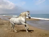 Пазл Лошадь 