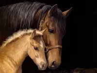 パズル Horse and foal