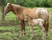 Rätsel The horse and foal