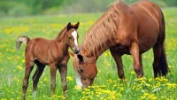 Rompecabezas The horse and foal