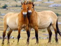 Slagalica Przewalski's horse