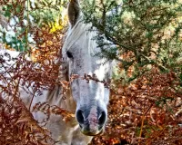 Rompecabezas The horse in the bushes
