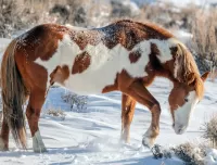 Пазл Лошадь зимой