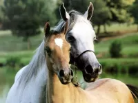 Slagalica Horses