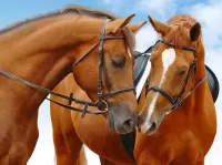 Zagadka Horses