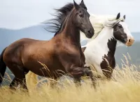 Quebra-cabeça Horses