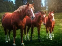 Rätsel Horses
