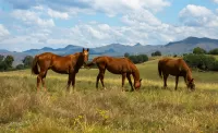 Quebra-cabeça Horses and mountains