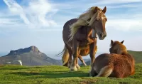 Puzzle Horses in the mountains.