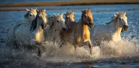 Quebra-cabeça Horses in the water