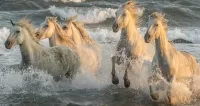 Пазл Лошади в воде