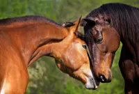 Jigsaw Puzzle Horse tenderness