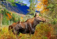 Jigsaw Puzzle Moose in the woods.