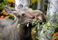 Bulmaca Moose snack