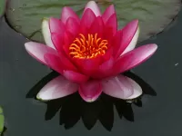 Слагалица Lotus