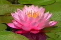 Slagalica Lotus