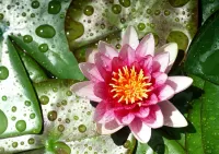 Jigsaw Puzzle lotus and leaves