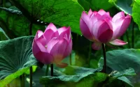 Puzzle Lotuses