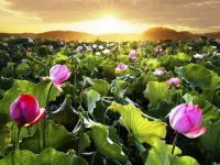 Jigsaw Puzzle Lotuses at sunset