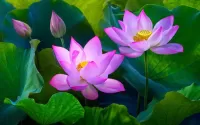 Rätsel Lotus