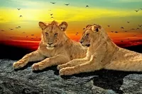 Jigsaw Puzzle Lions