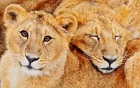 Jigsaw Puzzle Lions
