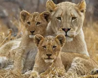Bulmaca lions